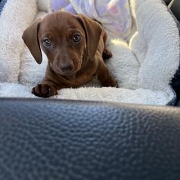 Maddie - Red female Dachshund puppy in Lubbock, Texas from It’s a Hot Mess