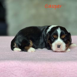 Casper - Tri-color male Cavalier King Charles Spaniel puppy in Howardsville, Virginia from Spectacular Aussies and Cavaliers