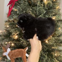 Cowboy - Black male Pomeranian puppy in Corpus Christi, Texas from Crown Rose Pomeranians