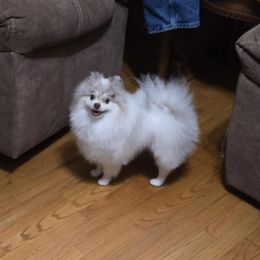 Cruz - Pomeranian