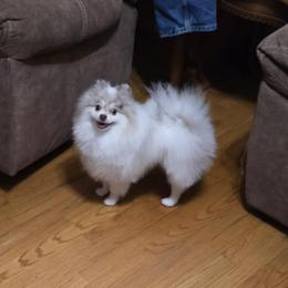 Cruz - Pomeranian
