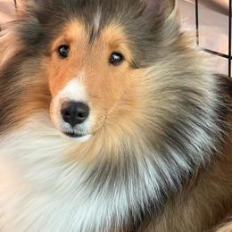 Collette - Shetland Sheepdog