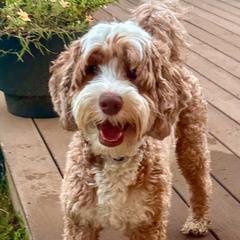 Laney - Australian Labradoodle