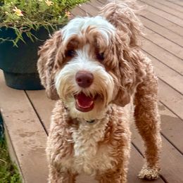 Laney - Australian Labradoodle