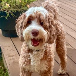 Laney - Australian Labradoodle