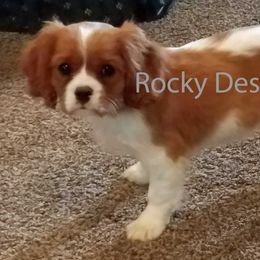 Cavalier King Charles Spaniels, Cavapoos, and Poodles from Rocky Desert Goldens and Cavaliers