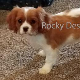 Cavalier King Charles Spaniels, Cavapoos, and Poodles from Rocky Desert Goldens and Cavaliers