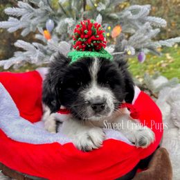Leroy - White and black male Newfoundland puppy in Cambridge, Ohio from Sweet Creek Pups