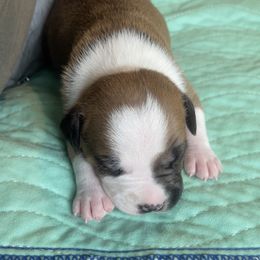 Flash - Red male American Staffordshire Terrier puppy in Monroe, Georgia from Irresistibull Staffords