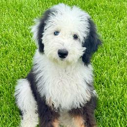 Kelly - female Australian Mountain Doodle puppy in Sterling, Colorado from North 40 Doodles