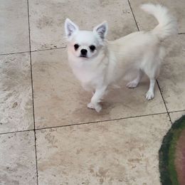Tea - Chihuahua
