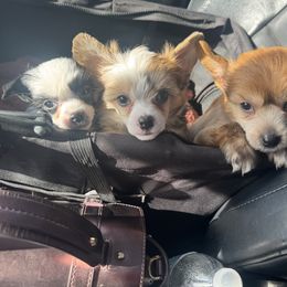 Chinese Crested puppies from Colorado Cresteds