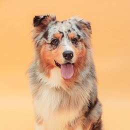 Bruce - Australian Shepherd