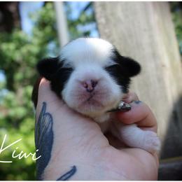 Kiwi - Black and white female Shih Tzu puppy in Warren, Michigan from Danielle's Yorkie Babies