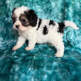 Beauty King - Tri-color male Cavapoo puppy in Knoxville, Tennessee from Rocky Top Cavapoos
