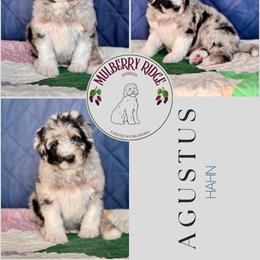 Jasper - Blue merle male Sheepadoodle puppy in Tahlequah, Oklahoma from Mulberry Ridge Doodles