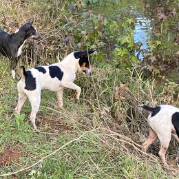Rat Terriers from Holden Aces Rat Terriers at TSF Farm