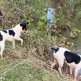 Rat Terriers from Holden Aces Rat Terriers at TSF Farm