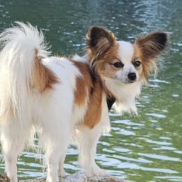Piper - Papillon