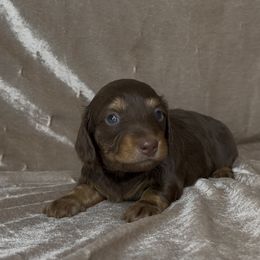 Binx - Chocolate and tan female Dachshund puppy in Poteau, Oklahoma from Sisters Dazzling Dachshunds