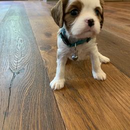 Cavalier King Charles Spaniel, Cavapoo, and Poodle Puppies from Peachy Paws