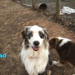 Cooper - Australian Shepherd