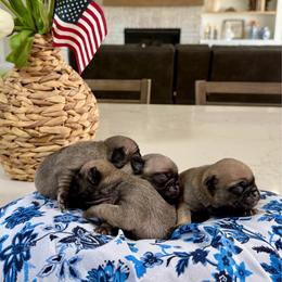 Pug puppies from Farm Fresh Doodles