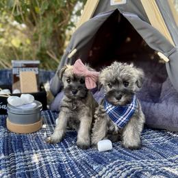 Miniature Schnauzer Puppies from Schnauzers on Robinson Lane