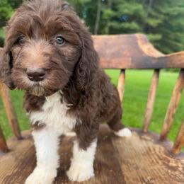 Jane - Brown and white female Sheepadoodle puppy in Lowville, New York from Adirondack Goldendoodles