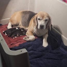 Beagle puppies from Blackstone