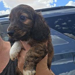 Tiger - Brindle male Dachshund puppy in El Paso, Texas from Mells Weenies