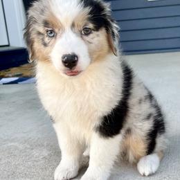 Breezy - Blue merle female Australian Shepherd puppy in Loda, Illinois from Pilcher Farms
