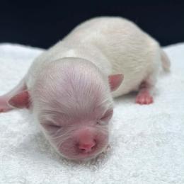 Cream Female - Cream female Chihuahua puppy in Lee Center, New York from Alfheim-Andromeda Chihuahua's (A &A's)