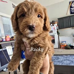 Shamrock (Rocky) - Apricot male Goldendoodle puppy in Red Oak, Iowa from Fisher Pups-Stay Golden with a Doodle