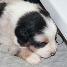 Boy 7 - Blue merle male Miniature American Shepherd puppy in Rensselaerville, New York from Callen Kennels