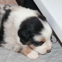 Boy 7 - Blue merle male Miniature American Shepherd puppy in Rensselaerville, New York from Callen Kennels