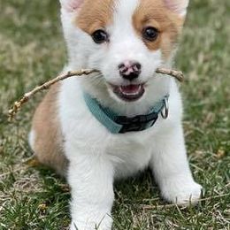Pembroke Welsh Corgis from Langemeier Corgis