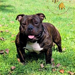 Biz - American Bully