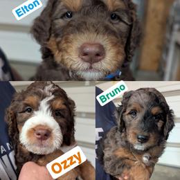 Male 3rd pick - Tri-color male Bernedoodle puppy in Sioux Falls, South Dakota from Dolly's Doodles
