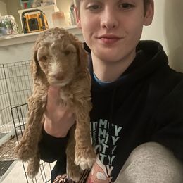 Poodle Puppies from The Stone’s Poodles