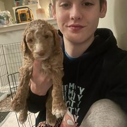 Poodle Puppies from The Stone’s Poodles
