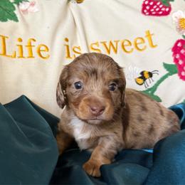 Miss Sara - Dapple female Dachshund puppy in Tarrant County, Texas from Louis' Litters