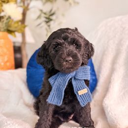 Fennel - Black male Bernedoodle puppy in Cold Spring, Minnesota from A.N.A. Doodles