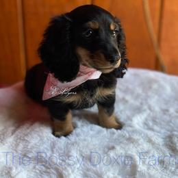 Salem - Dachshund