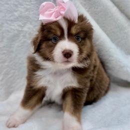 Pink collar - Red tri-color female Aussiedoodle puppy in 32046, Florida from River Hill Ranch