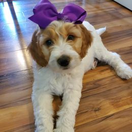 Goldendoodle Puppies from Lake Oakdale Doodles