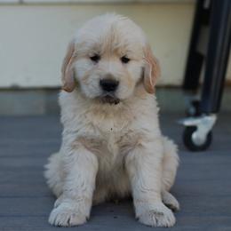 Blue male - Golden male Golden Retriever puppy in Meeteetse, Wyoming from Greybull River Goldens