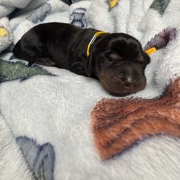 Dachshund Puppies from Wonderland Weenies
