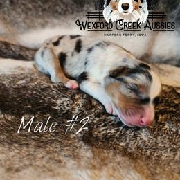 Boy 2 - male Australian Shepherd puppy in Harpers Ferry, Iowa from Wexford Creek Aussies, LLC