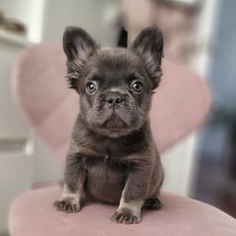 French Bulldogs from Nicholepups